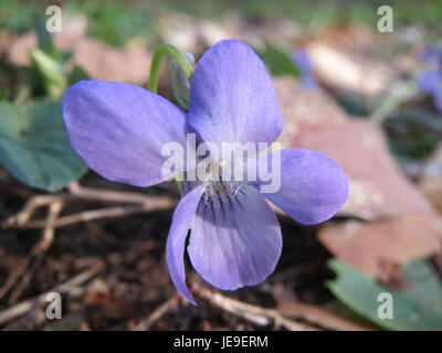 Photographie de Viola riviniana (violette commune) prise le 27 mars 2014, dans un habitat naturel. Cette espèce est originaire d'Europe et connue pour ses fleurs violettes vibrantes. Banque D'Images