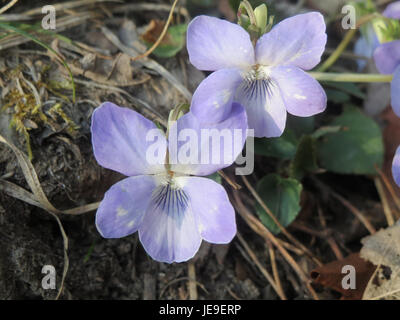 Viola riviniana, communément appelée la violette commune, est une plante à fleurs originaire d'Europe. Il prospère dans les forêts, les prairies et les zones herbeuses, caractérisées par ses fleurs violettes et son importance écologique. Banque D'Images