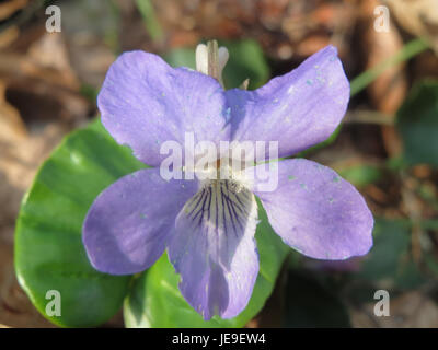 Viola riviniana, également connue sous le nom de violette commune, est une espèce de violette originaire d'Europe. Il est reconnu pour ses fleurs violettes et est couramment trouvé dans les habitats boisés et de prairies. Banque D'Images