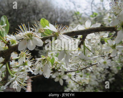 Prunus spinosa, communément appelé l'épine noire, est un arbuste à feuilles caduques avec des épines aiguisées et des fleurs blanches. Il est originaire d'Europe et d'Asie et est connu pour sa robustesse et sa capacité à croître dans des environnements difficiles. Banque D'Images