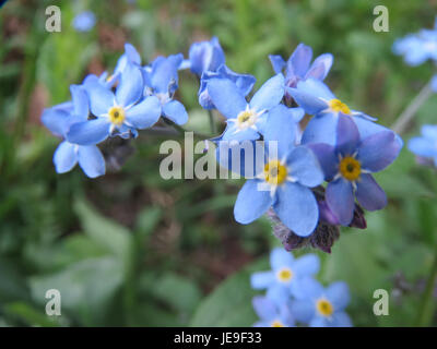 'Myosotis sylvatica', communément appelée Forget-me-not, est une plante à fleurs vivace originaire d'Europe. Il pousse dans les zones boisées ombragées et est connu pour ses petites fleurs bleues. Banque D'Images