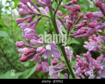 Syringa vulgaris, communément appelé lilas, a été photographié le 5 avril 2014. Connue pour ses fleurs pourpres ou blanches parfumées, cette plante est populaire dans les jardins et les paysages. Banque D'Images