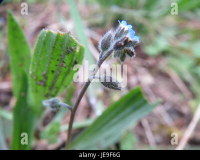 'Myosotis stricta', communément appelée blueweed ou strict Forget-me-not, est une plante herbacée aux fleurs bleues. Il est originaire d'Europe et pousse dans des sols humides et bien drainés. Banque D'Images