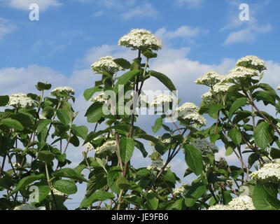 Photographie de *Viburnum lantana*, communément appelé arbre de cheminement, prise le 6 avril 2014. L'image met en valeur les fleurs blanches de la plante et les feuilles similicuir distinctives. Banque D'Images