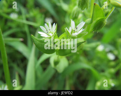 Cette image montre Stellaria media, communément appelé chiches weed, une petite plante herbacée présente dans divers habitats. La photographie met en valeur ses délicates fleurs blanches et son feuillage vert. Banque D'Images