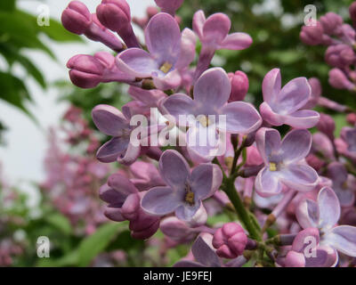 Syringa vulgaris, communément appelé lilas, est une plante à fleurs de la famille des oliviers, les oléacées. Il est connu pour ses fleurs pourpres et blanches parfumées, qui fleurissent souvent au printemps et sont couramment utilisées dans le jardinage ornemental. Banque D'Images