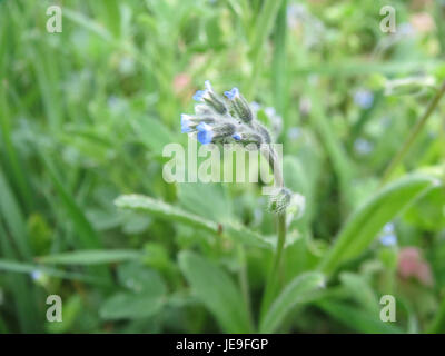 Myosotis arvensis, aussi connu sous le nom de champ Forget-me-Not, est une espèce de plante à fleurs originaire d'Europe et d'Asie, reconnue pour ses petites fleurs bleues. Banque D'Images