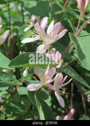 Une photographie de Lonicera xylosteum, communément appelée chèvrefeuille à la mouche, prise le 9 avril 2014. L'image met en valeur les feuilles et les fleurs distinctives de la plante, caractéristiques de cette espèce européenne. Banque D'Images