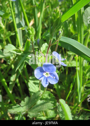 Une photographie rapprochée de Veronica chamaedrys, également connu sous le nom de Germander speedwell. Cette petite plante à fleurs est originaire d'Europe et connue pour ses fleurs bleues, que l'on trouve couramment dans les bois et les prairies. Banque D'Images