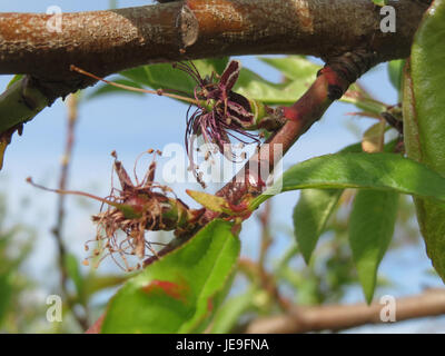 Une photo de *Prunus dulcis*, communément appelé amandier, mettant en valeur ses délicates fleurs blanches et roses. L'amandier est apprécié pour ses noix et est cultivé dans les climats tempérés du monde entier. Banque D'Images