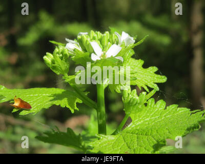 Alliaria petiolata, communément appelée moutarde à l'ail, est une herbe biennale que l'on trouve dans les forêts et les bois. Cette plante est connue pour ses fleurs blanches distinctives et son odeur forte, semblable à l'ail. Banque D'Images