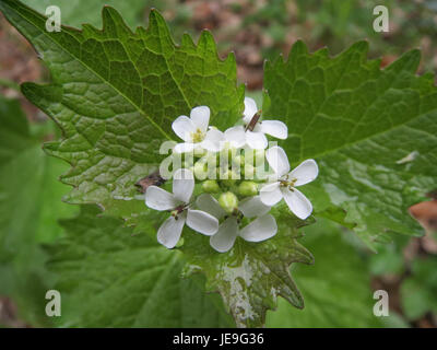 Une photo d'Alliaria petiolata, ou moutarde à l'ail, prise le 18 avril 2014, mettant en évidence les fleurs blanches caractéristiques de la plante et ses feuilles dentelées, souvent considérées comme une espèce envahissante. Banque D'Images