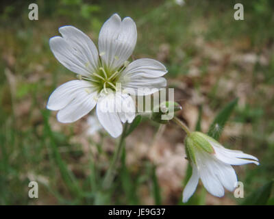Cerastium arvense, communément connu sous le nom d'herbe à poule des champs, est une plante vivace de la famille des Caryophyllaceae. Originaire d'Europe et d'Asie, il pousse dans des sols secs et sablonneux. La plante est caractérisée par de petites fleurs blanches et se trouve souvent dans des habitats perturbés tels que les bords de route et les champs. Banque D'Images