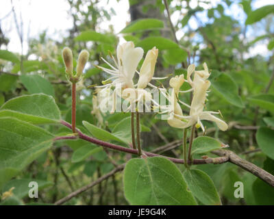 Lonicera xylosteum, également connu sous le nom de chèvrefeuille de mouche, est un arbuste à feuilles caduques originaire d'Europe et d'Asie. Il est reconnu pour ses petites fleurs tubulaires et ses baies rouges, souvent utilisées dans les jardins ornementaux et pour attirer les pollinisateurs. Banque D'Images
