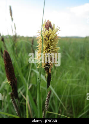 Carex acutiformis, communément connu sous le nom de « Sedge », est une plante vivace que l'on trouve dans les milieux humides. Ses feuilles étroites et pointues le distinguent des autres sédiments, ce qui en fait une espèce importante dans les écosystèmes des zones humides. Banque D'Images