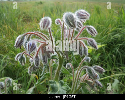 Cette image présente *Borago officinalis*, communément appelé bourrache. C'est une herbe connue pour ses propriétés médicinales et ses fleurs comestibles, qui sont souvent utilisées dans les thés et les salades. La bourrache est également connue pour ses qualités anti-inflammatoires et antioxydantes. Banque D'Images
