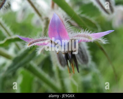 Borago officinalis, communément appelé bourrache, est une plante à fleurs connue pour ses fleurs bleues en forme d'étoile et ses propriétés médicinales. Il est souvent utilisé en phytothérapie et comme plante ornementale. Banque D'Images