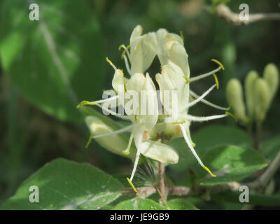 Lonicera xylosteum, communément appelé chèvrefeuille à mouche, est une espèce d'arbuste originaire d'Europe et de certaines parties de l'Asie. Connue pour ses fleurs jaunes à rouges, elle prospère dans divers habitats. Banque D'Images