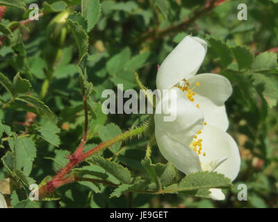 L'image intitulée '20140424Rosa spinosissima' capture la Rosa spinosissima, communément connue sous le nom de rose burnet. Cette espèce de rose se caractérise par sa petite taille, ses fleurs roses et ses tiges épineuses, que l'on trouve couramment en Europe et dans certaines parties de l'Asie. La plante a une signification historique en horticulture et en botanique. Banque D'Images