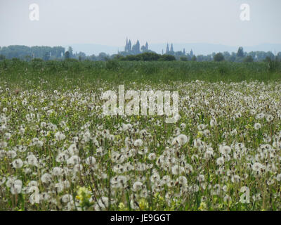 Une photographie de Taraxacum officinale, communément appelé pissenlit, prise le 25 avril 2014. Cette plante est reconnue pour ses fleurs jaunes et ses graines, dispersées par le vent. Banque D'Images