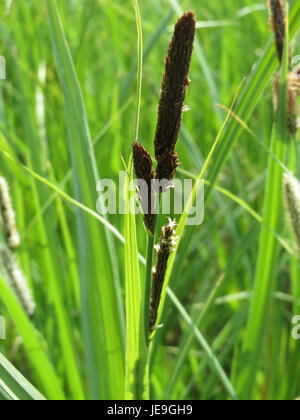 Une photographie du 25 avril 2014, montrant Carex acutiformis, communément connu sous le nom de sanglier à fleurs aiguisées, une espèce de sanglier originaire d'Europe et d'Asie, appréciée pour son rôle d'habitat dans les zones humides. Banque D'Images