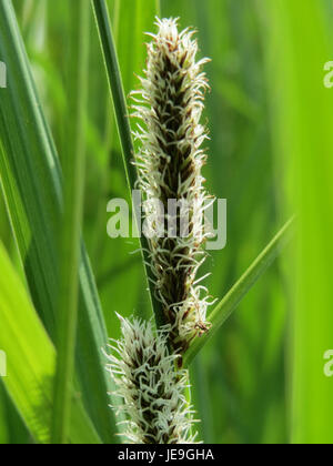Carex acutiformis, communément connu sous le nom de la sève à fruits pointus, est une espèce de salissure que l'on trouve dans les zones humides et le long des cours d'eau en Europe et en Asie. Elle se caractérise par ses fruits pointus et pointus et ses feuilles herbeuses, contribuant aux écosystèmes des zones humides. Banque D'Images