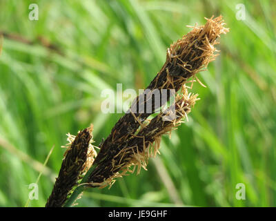 Cette image, prise le 25 avril 2014, montre Carex acutiformis, une espèce de scis que l'on trouve couramment dans les habitats humides en Europe. Connu pour ses feuilles étroites et pointues, il joue un rôle clé dans la stabilisation des sols dans les environnements humides. Banque D'Images