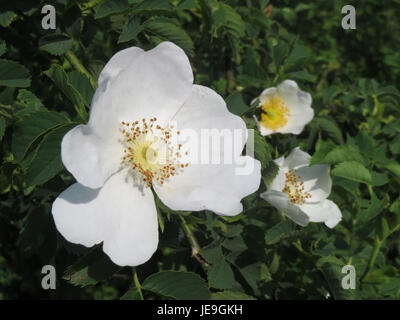 L'image montre Rosa canina, communément connue sous le nom de rose du chien, une espèce de rose sauvage originaire d'Europe et de certaines parties de l'Asie. Il est connu pour ses fleurs parfumées de rose à blanc et ses hanches rose rouge vif. Rosa canina a des utilisations médicinales, en particulier dans les remèdes à base de plantes, et est couramment utilisé dans la production d'huile de hanche rose et de suppléments. Banque D'Images