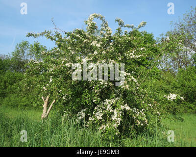 Crataegus monogyna, communément appelé aubépine, est un arbuste ou petit arbre originaire d'Europe, avec des branches épineuses et des fleurs blanches. Il est souvent utilisé dans les haies et est apprécié pour ses bienfaits écologiques et ornementaux. Banque D'Images
