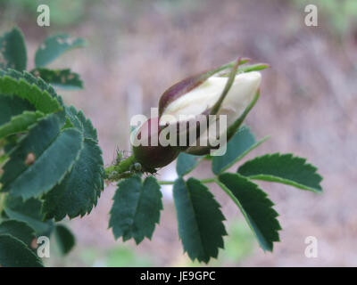 L'image présente *Rosa spinosissima*, également connue sous le nom de rose burnet, connue pour ses tiges épineuses et ses fleurs blanches parfumées. Cette plante est originaire d'Europe et pousse dans les régions tempérées. Banque D'Images