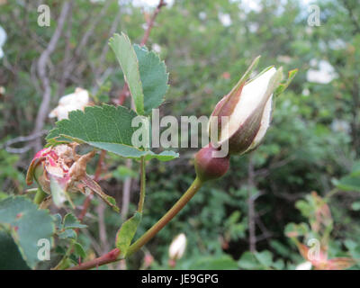 Rosa spinosissima, communément connue sous le nom de rose burnet, est représentée sur cette image. Cette espèce est originaire d'Europe et d'Asie, remarquable pour ses tiges épineuses et ses fleurs parfumées, souvent trouvées dans les habitats sauvages. Banque D'Images