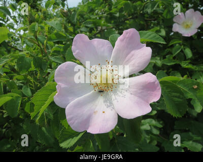 Rosa canina, communément appelé rose du chien, est un arbuste à feuilles caduques originaire d'Europe, largement reconnu pour ses fleurs blanches à roses parfumées et ses hanches rouges vives, qui sont utilisées dans la phytothérapie et les confitures. Banque D'Images