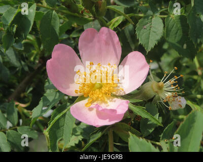 Un gros plan de Rosa canina, communément appelée rose du chien, une espèce de rose sauvage aux fleurs roses et aux hanches rouge vif, originaire d'Europe et d'Asie. Banque D'Images