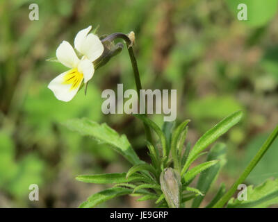 Une photographie de *Viola arvensis*, aussi connue sous le nom de pensée des champs, prise le 29 avril 2014. Cette espèce est connue pour ses fleurs délicates, violettes et jaunes et sa présence dans les régions tempérées. Banque D'Images