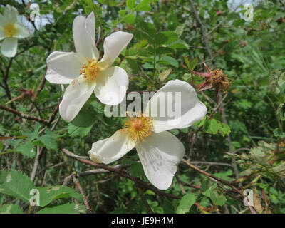 Cette image présente Rosa spinosissima, communément appelée rose burnet. La plante est reconnue pour ses petites fleurs blanches et ses tiges épineuses, souvent utilisées en horticulture à des fins ornementales et de stabilisation du sol. Banque D'Images