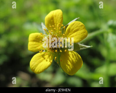 Le Geum urbanum, communément connu sous le nom de bois avens, est une plante vivace originaire d'Europe et de certaines parties de l'Asie. Il se caractérise par ses fleurs jaunes distinctives et ses rhizomes aromatiques, souvent utilisés en phytothérapie. La plante pousse dans les zones boisées et est connue pour ses propriétés médicinales, en particulier pour la santé digestive et cutanée. Banque D'Images