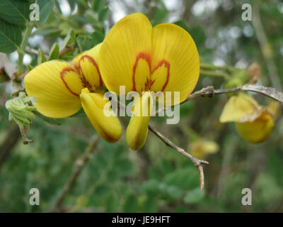 Cette image montre Colutea arborescens, également connu sous le nom de bladderpod d'arbre, un arbuste originaire de la région méditerranéenne. Reconnu pour ses fleurs jaunes et ses gousses de graines de papeterie, il est couramment trouvé dans les zones rocheuses et les environnements secs. Banque D'Images