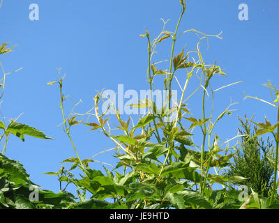 Une photographie prise le 19 mai 2014 de Parthenocissus quinquefolia, communément appelé crampon de Virginie, montrant ses feuilles vertes et sa coloration rouge éclatante d'automne. Banque D'Images