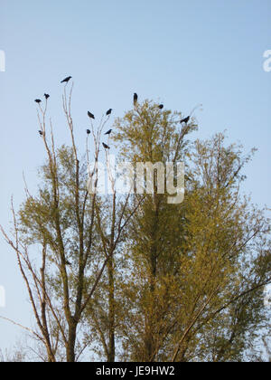 Silberweide, ou Salix alba, communément appelé saule blanc, est une espèce d'arbre originaire d'Europe, caractérisée par ses feuilles gris argenté et ses branches flexibles. Banque D'Images