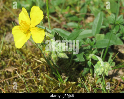 Une photographie de Helianthemum nummularium, communément appelé le rocher commun. Cette plante à fleurs est originaire d'Europe et est reconnue pour ses fleurs jaune vif et sa capacité à prospérer dans des conditions rocheuses et sèches. Banque D'Images