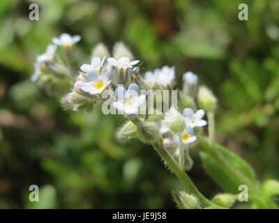 Myosotis arvensis, communément appelé champ Forget-me-not, est une petite plante à fleurs originaire d'Europe. Il est reconnu pour ses petites fleurs bleues et pousse généralement dans les prairies et les champs. Banque D'Images