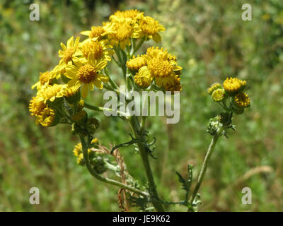 Jacobaea vulgaris, communément appelé ragwort, est une plante à fleurs de la famille des Asteraceae. Originaire d'Europe et de certaines régions d'Asie, il a été introduit dans d'autres régions comme plante ornementale. Il est connu pour ses fleurs jaunes et ses propriétés toxiques pour le bétail. Banque D'Images