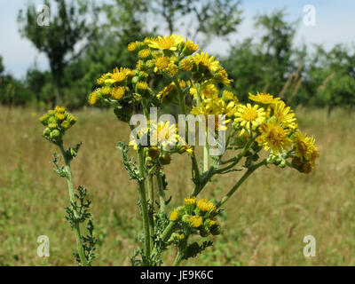 Jacobaea vulgaris, communément appelé amuse commune, est une plante à fleurs de la famille des Asteraceae. Il est originaire d'Europe et connu pour ses fleurs jaune vif, souvent trouvées dans les champs et les prairies. Banque D'Images
