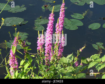 Photographie de Lythrum salicaria, communément appelée loosestrife pourpre, prise le 18 juin 2014. L'image capture les fleurs violettes distinctives de la plante dans un cadre naturel. Banque D'Images