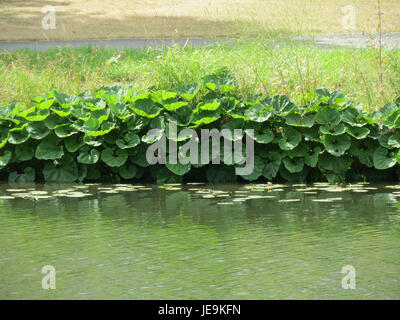 Petasites hybridus, communément appelé butterbur, est une plante vivace originaire d'Europe et d'Asie. Il est utilisé en médecine traditionnelle pour ses propriétés anti-inflammatoires et se trouve dans les habitats des zones humides. Banque D'Images