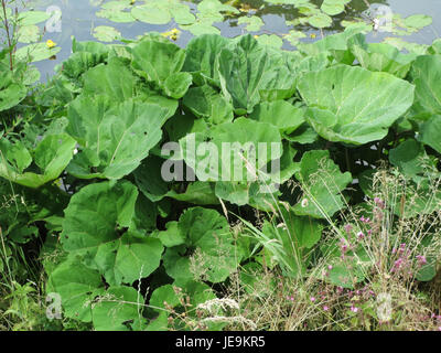 Petasites hybridus, communément connu sous le nom de butterbur, observé le 23 juin 2014, est une plante vivace avec de grandes feuilles en forme de coeur. On le trouve souvent près des plans d'eau et a des utilisations médicinales dans la médecine traditionnelle à base de plantes. Banque D'Images