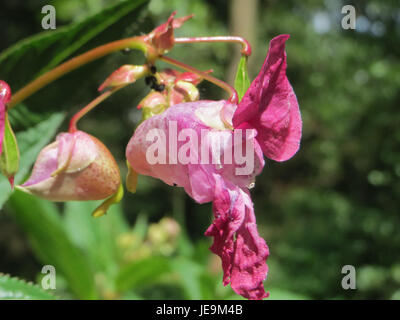 Impatiens glandulifera, communément appelé baume de l'Himalaya, est une espèce végétale envahissante originaire de l'Himalaya. Il a de grandes fleurs roses et peut souvent être trouvé près des cours d'eau et des zones humides, bien qu'il puisse représenter une menace pour la vie végétale indigène. Banque D'Images
