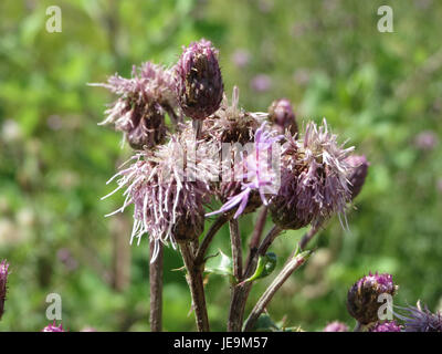 Cirsium arvense, communément connu sous le nom de chardon rampant, est une espèce végétale trouvée dans diverses régions. Il se caractérise par ses feuilles épineuses, ses fleurs violettes et son caractère envahissant. Cirsium arvense est considéré comme une mauvaise herbe dans de nombreux milieux agricoles en raison de sa tendance à se propager rapidement et à dépasser la végétation indigène. Banque D'Images