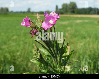 L'image montre l'espèce végétale Epilobium hirsutum, communément appelée grand saule. Il est originaire d'Europe et d'Asie, reconnu pour ses grandes fleurs violettes et son utilisation en phytothérapie pour diverses affections. Banque D'Images