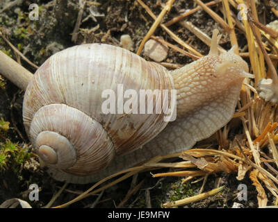 Cette image montre un gros plan d'une *Helix pomatia*, une espèce d'escargot terrestre. Connu pour sa grande coquille enroulée, il est couramment trouvé en Europe et est apprécié à la fois pour son rôle dans l'écosystème et comme délicatesse culinaire. Banque D'Images